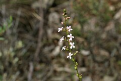 Stylidium graminifolium
