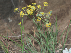Bupleurum mundii