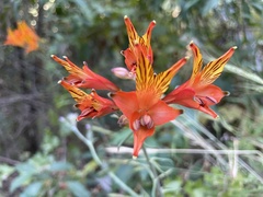 Alstroemeria ligtu simsii