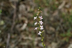 Stylidium graminifolium