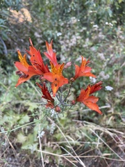 Alstroemeria ligtu simsii