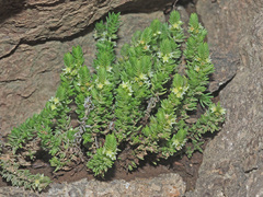 Crassula lanceolata