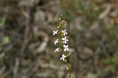 Stylidium graminifolium