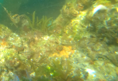 Tripterygion delaisi