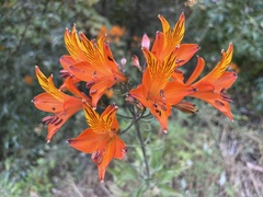 Alstroemeria ligtu simsii