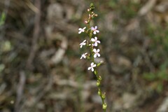 Stylidium graminifolium
