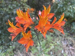 Alstroemeria ligtu simsii