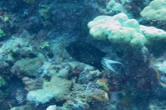 Acanthochromis polyacanthus