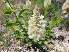 Ptilotus nobilis