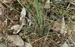 Stylidium graminifolium