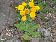 Helichrysum tenax