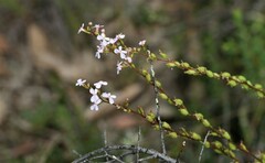 Stylidium graminifolium