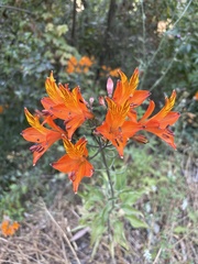 Alstroemeria ligtu simsii