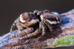 Evarcha proszynskii