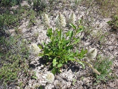 Ptilotus nobilis