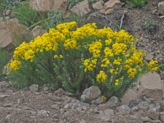Euryops tysonii