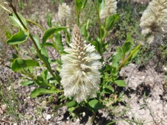 Ptilotus nobilis