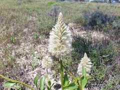 Ptilotus nobilis
