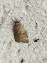 Nycteola asiatica