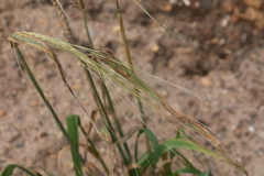 Hordeum distichon