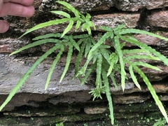 Pteris