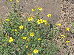 Senecio achilleifolius