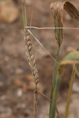 Hordeum distichon