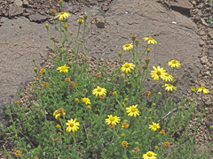 Senecio achilleifolius
