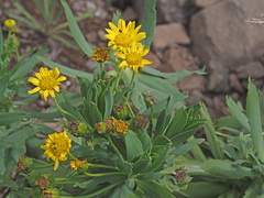 Euryops evansii evansii