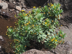 Euryops evansii evansii
