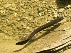 Anguilla dieffenbachii