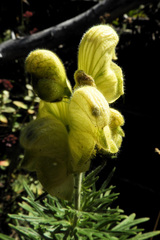 Aconitum anthora