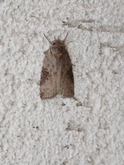 Nycteola asiatica
