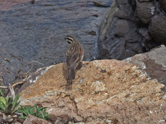 Emberiza capensis
