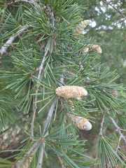 Cedrus