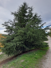 Cedrus