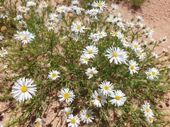 Brachyscome ciliaris