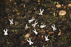 Stylidium emarginatum