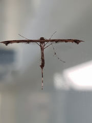 Amblyptilia
