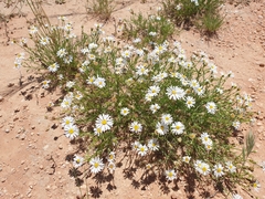 Brachyscome ciliaris