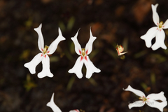 Stylidium emarginatum