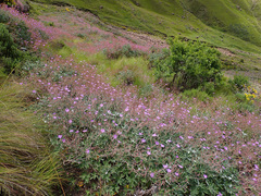 Geranium pulchrum
