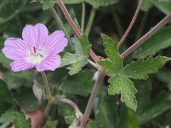 Geranium pulchrum