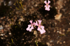 Stylidium calcaratum