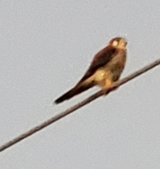 Falco sparverius