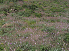 Geranium pulchrum
