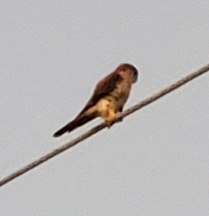 Falco sparverius