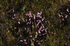 Stylidium calcaratum