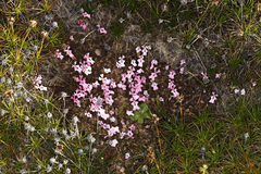 Stylidium calcaratum