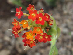 Glumicalyx goseloides